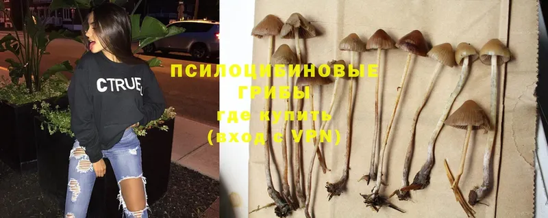 купить  цена  Жигулёвск  Псилоцибиновые грибы Psilocybine cubensis 